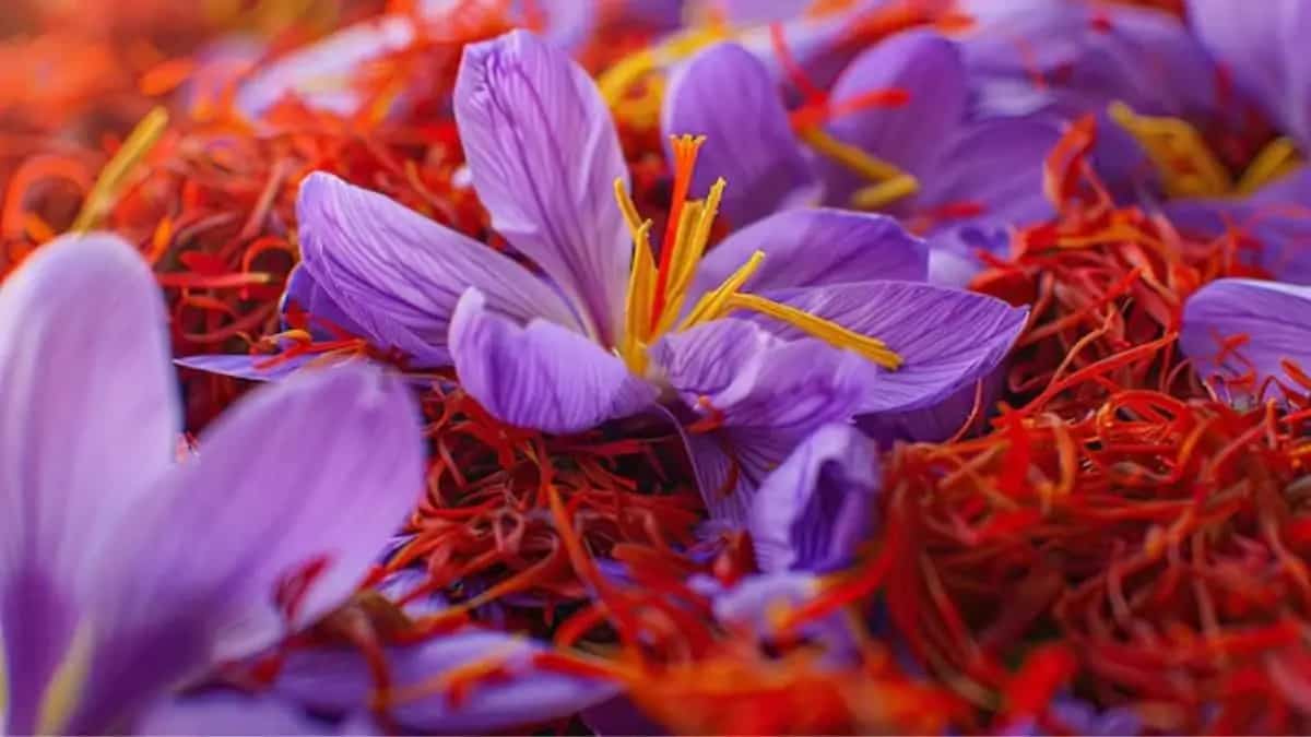 قیمت زعفران زرد